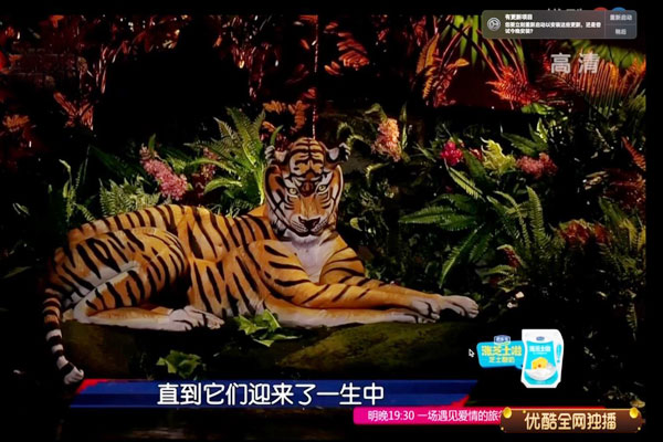 Bodypainting-Tiger, der realistisch in einer tropischen Dschungelkulisse liegt, Ausschnitt aus einer chinesischen TV-Sendung mit eingeblendeten Untertiteln.