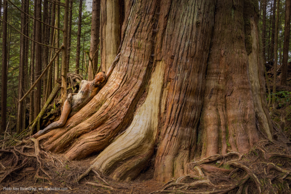 In einem Wald lehnt ein bemalter Körper nahtlos in die Struktur eines riesigen alten Baumes integriert, sodass Mensch und Natur miteinander verschmelzen.